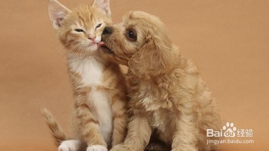 被狗猫咬伤怎么办?