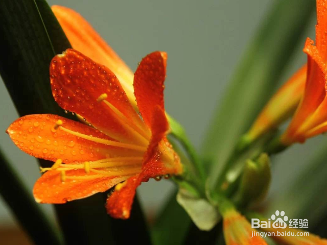 新买的君子兰应该如何养殖?