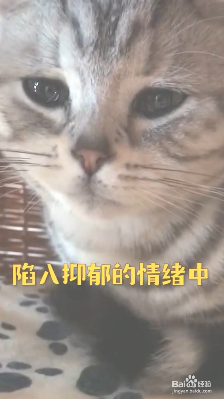 给猫咪剃毛的危害有哪些