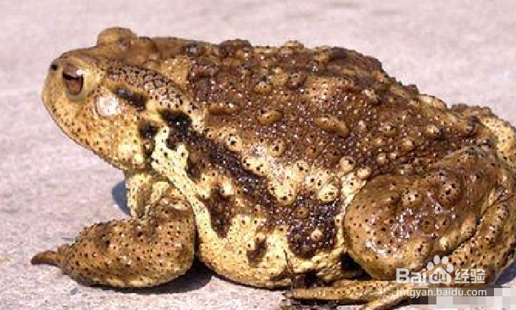 怎样区分青蛙和蟾蜍