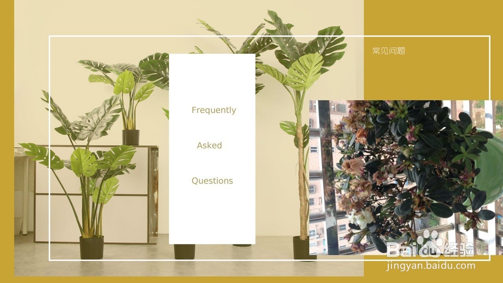 风信子的注意事项