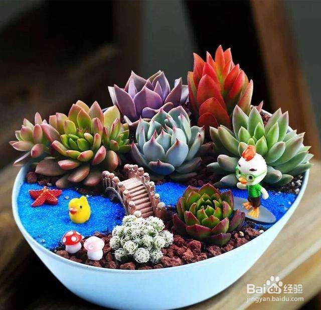 新手怎么养多肉植物？