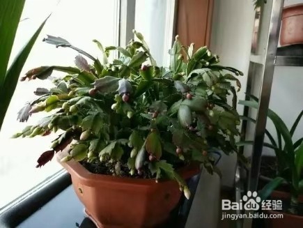 养花别乱换盆，否则黄叶枯萎不开花，越长越差