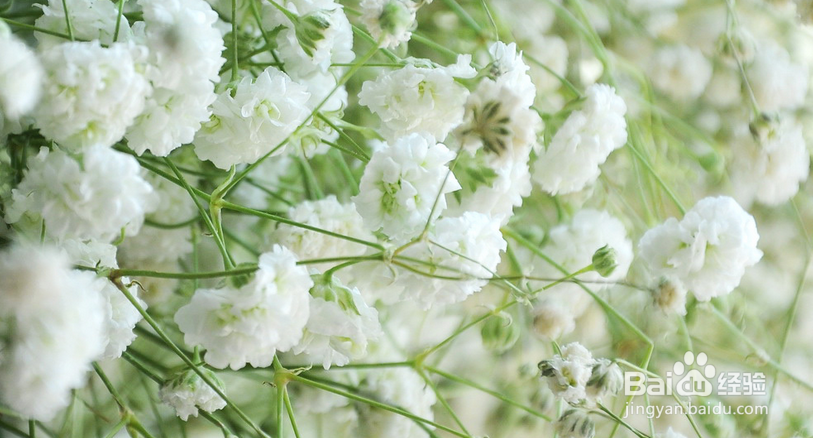 满天星的栽培技术