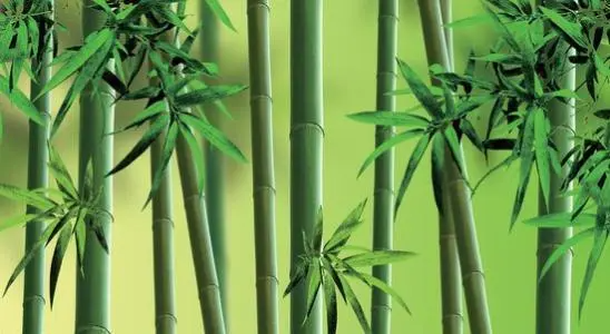 描写竹子的优美句子