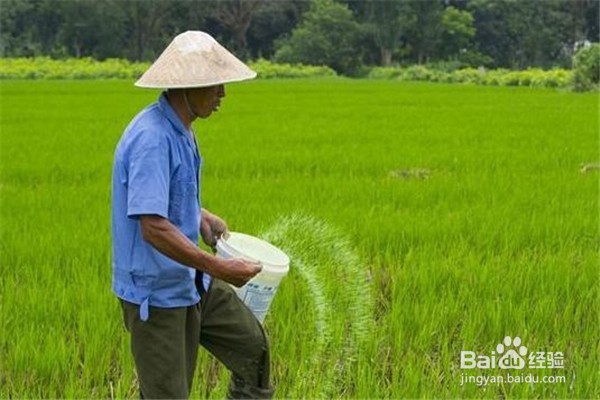 该怎么施用钾肥并了解它的作用呢?