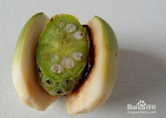 那些水果是癌细胞的催化剂