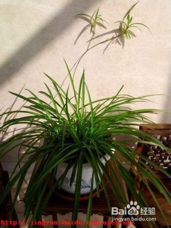 吊兰春季管理方法及注意事项控制匍匐茎太长