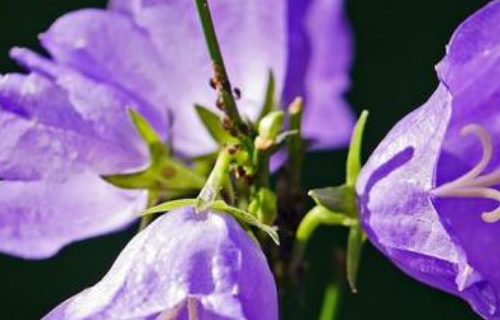狗能吃风铃草吗