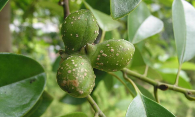 靠弹力传播种子的植物有哪些