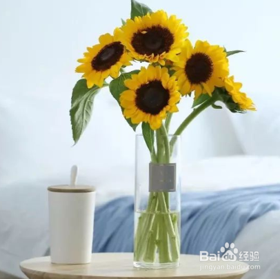 向日葵花束怎么养