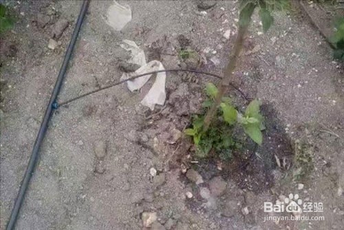 果树抗重茬的方法
