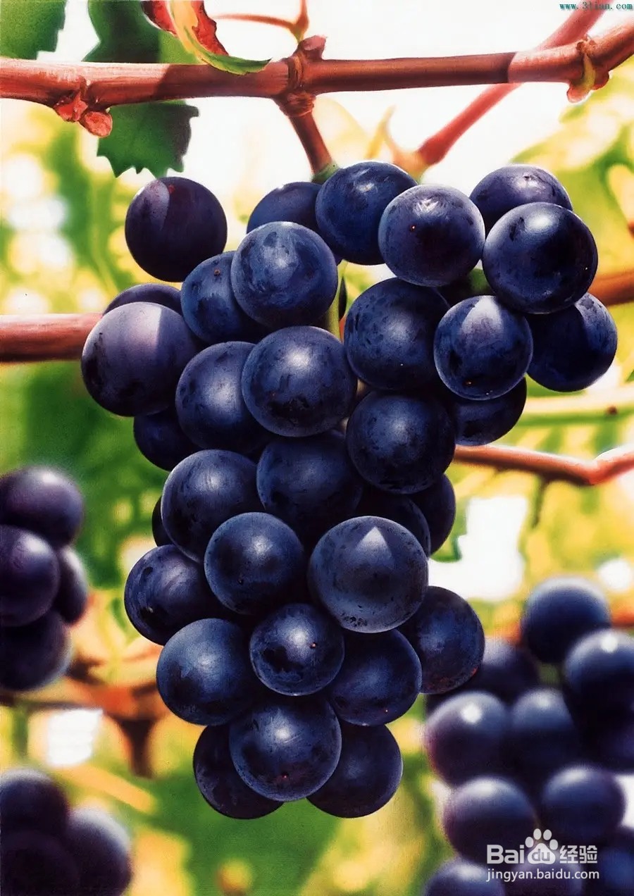 猜一猜葡萄测糖师主要是测什么