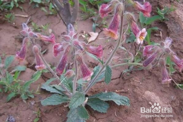 种植地黄需注意哪些生长习性?