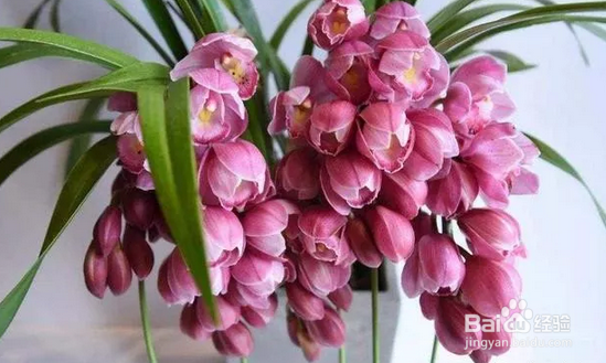 十几年养大花蕙兰经验分享