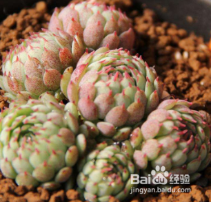 小红衣多肉怎么养