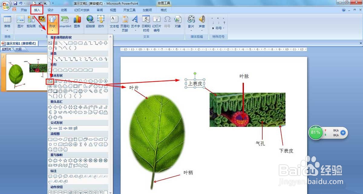 PPT绘制树叶结构名称图解方法的操作
