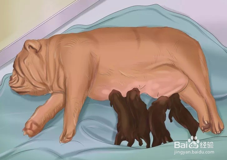 如何确保爱犬产后健康?