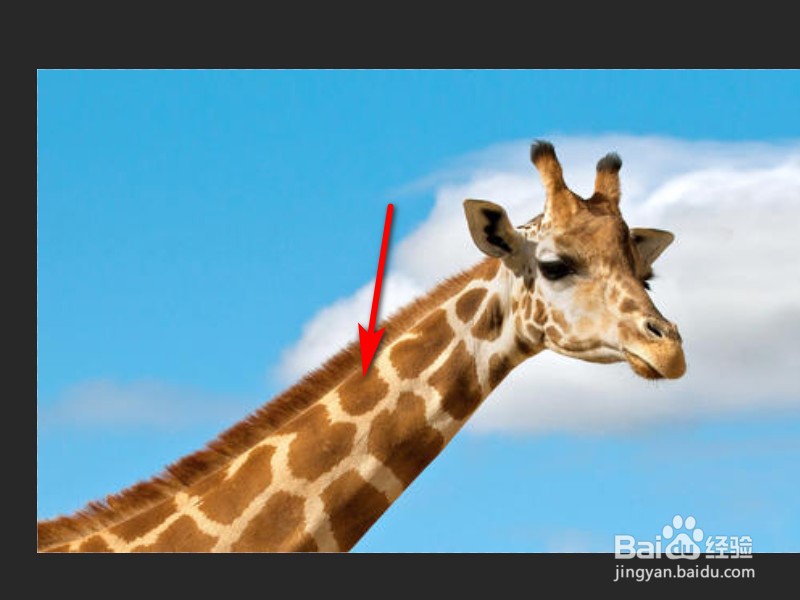 Photoshop中魔术橡皮擦怎么使用？