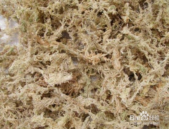 水苔养蝴蝶兰的方法