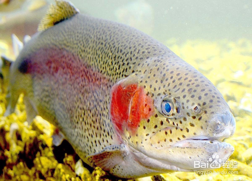 如何防治鱼维生素缺乏症