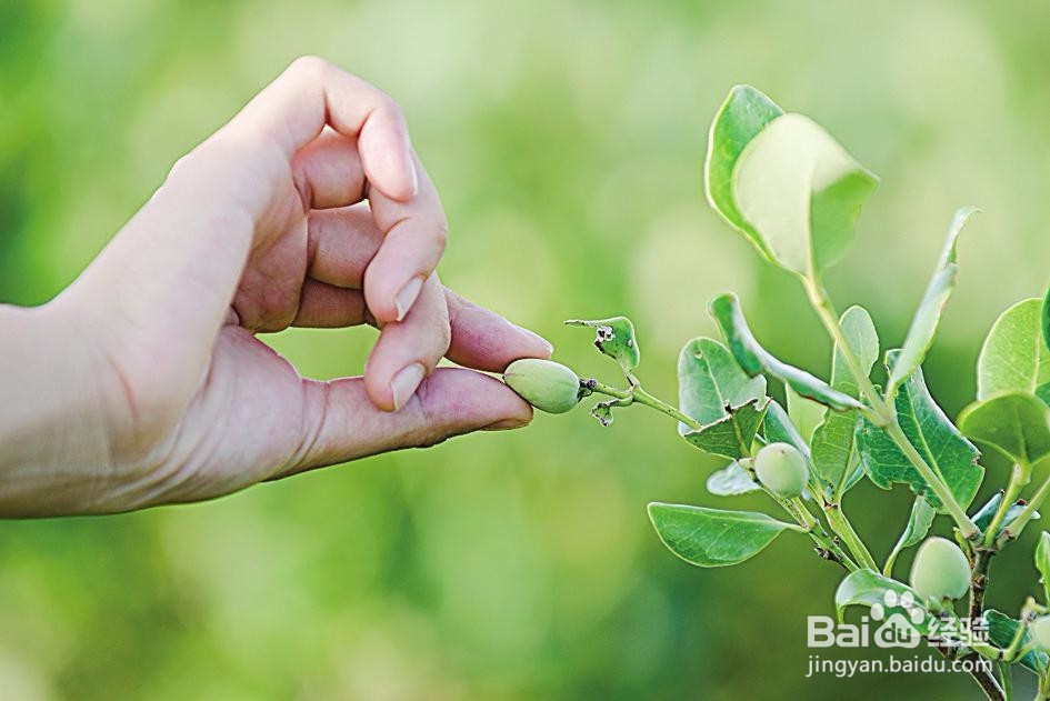 榄钱烘干机的烘干时间计算及烘干系统容量的配置