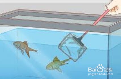 鱼烂尾怎么引起的