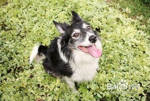 狗粮喂食狗狗需知