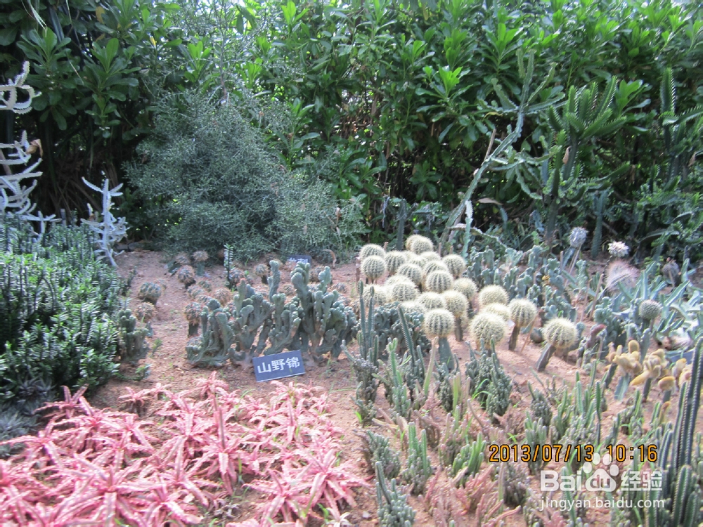 教你认识仙人掌：[3]仙人掌品种大全3