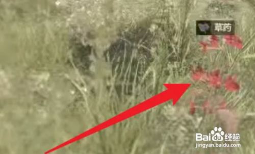 消逝的光芒草药怎么获得