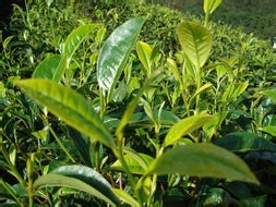 治疗鸡眼的最新偏方