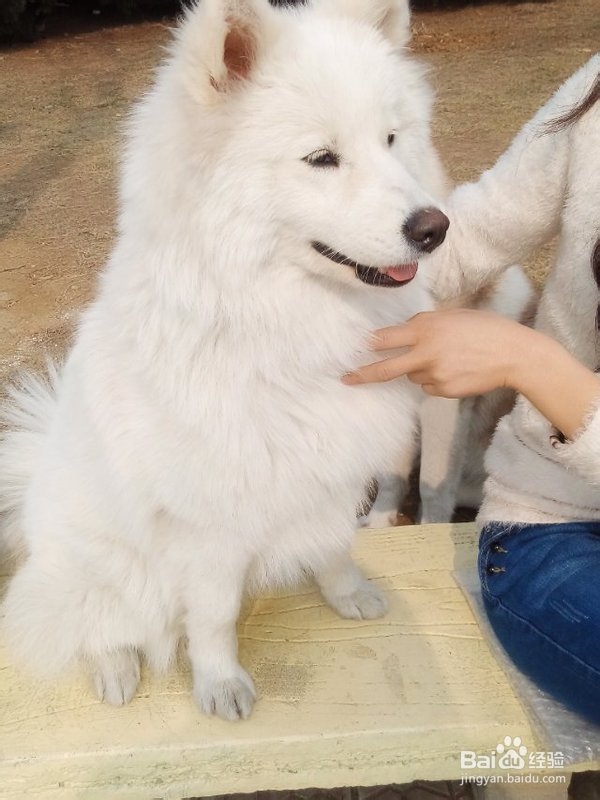 最可爱的狗几种狗狗品种怎么相处