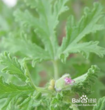 床上有拟裸蛛甲虫怎么消灭