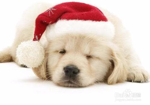 宠物老是打喷嚏怎么办？