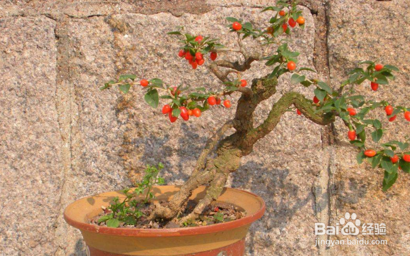 枸杞盆景怎么修剪