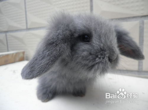 如何挑选一只健健康康的宠物兔呢？