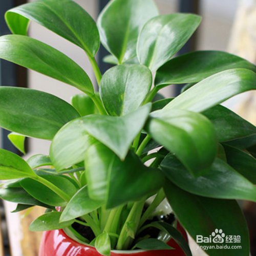 为什么家里养的金钻叶子外卷了？