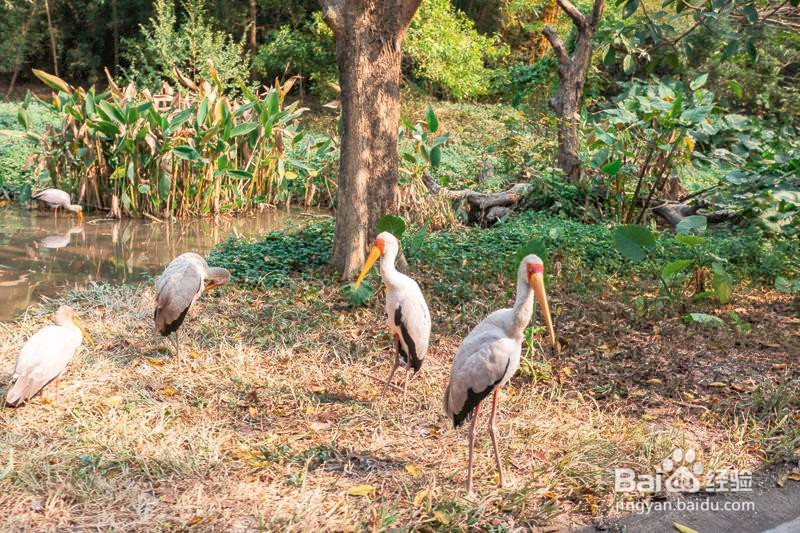 广州长隆野生动物世界攻略2
