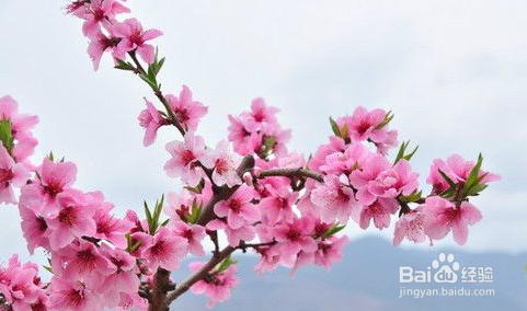 这个季节可以看到什么花？