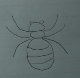 教你画蜘蛛的简笔画