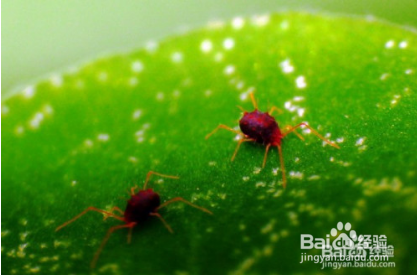 大岩桐花怎么养