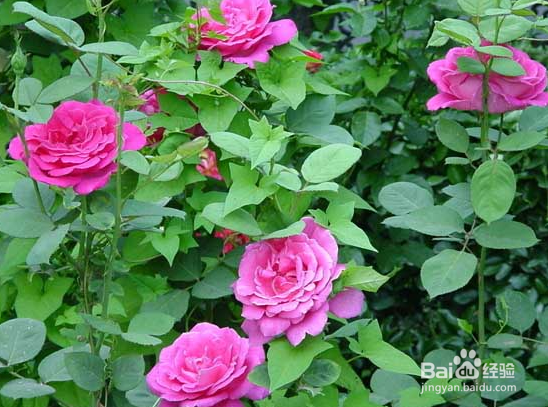 月季花期如何施肥