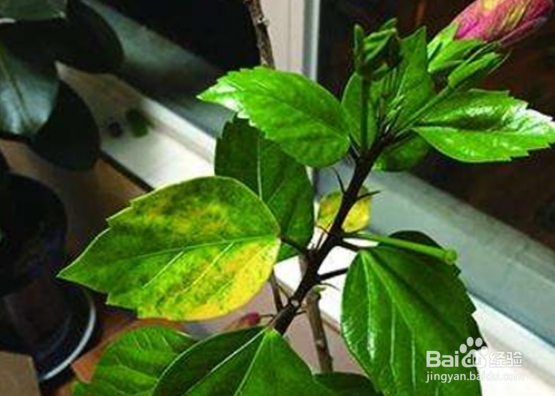 花叶黄了怎么能变绿