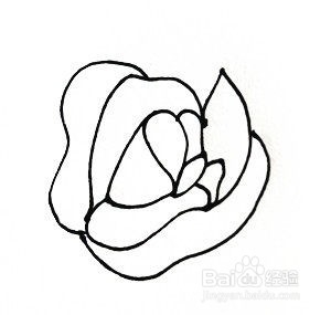 玫瑰花的简笔画