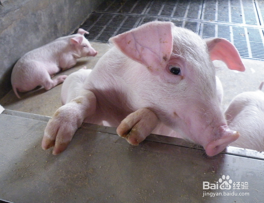 养猪要考虑哪些因素