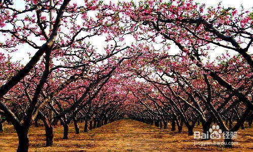 <b>深州旅游必去景点攻略</b>