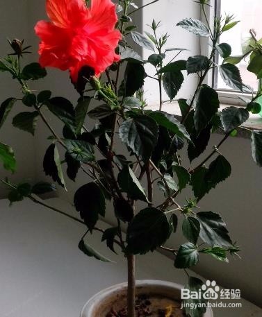 桑叶牡丹怎么修剪