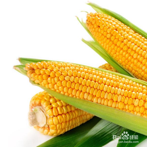 玉米什么时候种
