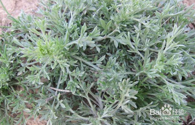 能降血脂的十种中草药