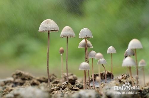 <b>蘑菇栽培如何进行后发酵</b>